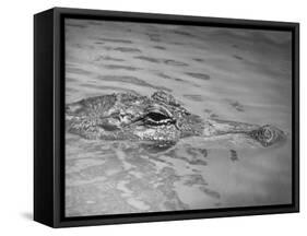 An Alligator Peers Above the Backwaters of Lafitte, Miss.-null-Framed Stretched Canvas