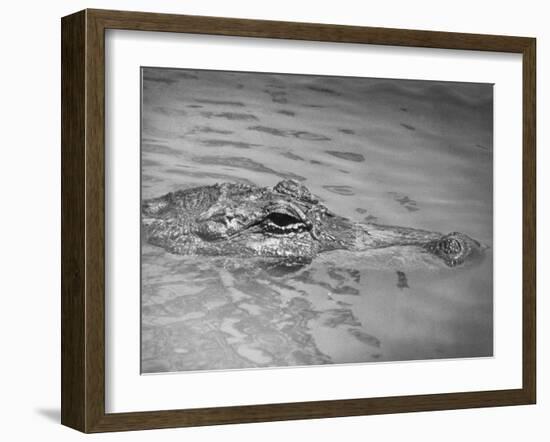 An Alligator Peers Above the Backwaters of Lafitte, Miss.-null-Framed Premium Photographic Print