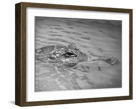 An Alligator Peers Above the Backwaters of Lafitte, Miss.-null-Framed Premium Photographic Print