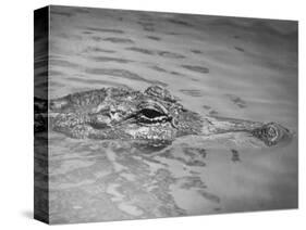 An Alligator Peers Above the Backwaters of Lafitte, Miss.-null-Stretched Canvas