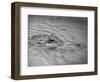 An Alligator Peers Above the Backwaters of Lafitte, Miss.-null-Framed Photographic Print