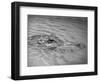An Alligator Peers Above the Backwaters of Lafitte, Miss.-null-Framed Photographic Print