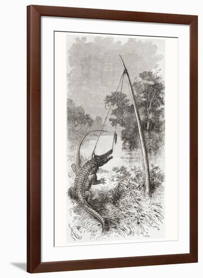 An Alligator Trap on the Oyapock or Oiapoque River-null-Framed Giclee Print