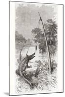 An Alligator Trap on the Oyapock or Oiapoque River-null-Mounted Giclee Print