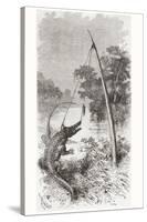An Alligator Trap on the Oyapock or Oiapoque River-null-Stretched Canvas