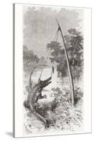 An Alligator Trap on the Oyapock or Oiapoque River-null-Stretched Canvas