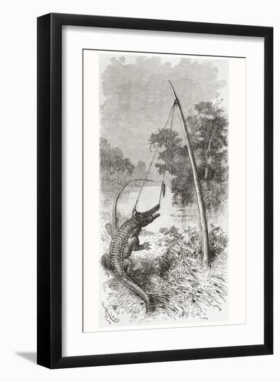 An Alligator Trap on the Oyapock or Oiapoque River-null-Framed Giclee Print