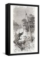 An Alligator Trap on the Oyapock or Oiapoque River-null-Framed Stretched Canvas
