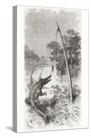 An Alligator Trap on the Oyapock or Oiapoque River-null-Stretched Canvas