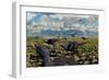 An Allosaurus Attacking a Herd of Camptosaurus Dinosaurs-null-Framed Premium Giclee Print