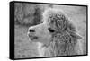 An Alpaca-meunierd-Framed Stretched Canvas