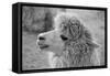 An Alpaca-meunierd-Framed Stretched Canvas