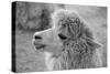 An Alpaca-meunierd-Stretched Canvas