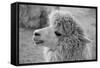 An Alpaca-meunierd-Framed Stretched Canvas