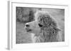 An Alpaca-meunierd-Framed Photographic Print