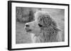 An Alpaca-meunierd-Framed Photographic Print