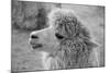 An Alpaca-meunierd-Mounted Photographic Print