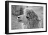 An Alpaca-meunierd-Framed Photographic Print