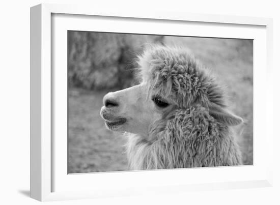 An Alpaca-meunierd-Framed Photographic Print