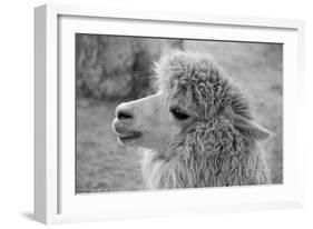 An Alpaca-meunierd-Framed Photographic Print