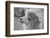 An Alpaca-meunierd-Framed Photographic Print