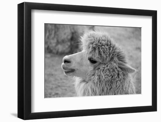 An Alpaca-meunierd-Framed Photographic Print