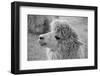 An Alpaca-meunierd-Framed Photographic Print