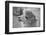 An Alpaca-meunierd-Framed Photographic Print