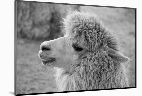 An Alpaca-meunierd-Mounted Photographic Print