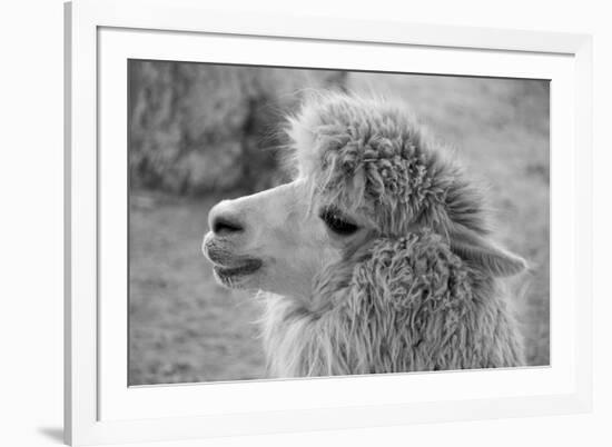 An Alpaca-meunierd-Framed Photographic Print