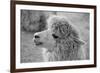 An Alpaca-meunierd-Framed Photographic Print