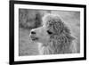 An Alpaca-meunierd-Framed Photographic Print