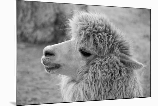 An Alpaca-meunierd-Mounted Photographic Print