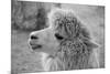 An Alpaca-meunierd-Mounted Photographic Print