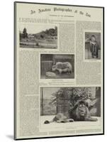 An Amateur Photographer at the Zoo-null-Mounted Giclee Print