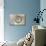 An Amazing Fibonacci Pattern in a Nautilus Shell-Tramont_ana-Photographic Print displayed on a wall