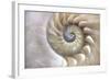 An Amazing Fibonacci Pattern in a Nautilus Shell-Tramont_ana-Framed Photographic Print