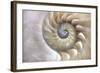 An Amazing Fibonacci Pattern in a Nautilus Shell-Tramont_ana-Framed Photographic Print