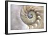 An Amazing Fibonacci Pattern in a Nautilus Shell-Tramont_ana-Framed Photographic Print