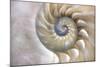 An Amazing Fibonacci Pattern in a Nautilus Shell-Tramont_ana-Mounted Photographic Print