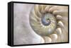 An Amazing Fibonacci Pattern in a Nautilus Shell-Tramont_ana-Framed Stretched Canvas