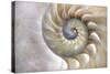 An Amazing Fibonacci Pattern in a Nautilus Shell-Tramont_ana-Stretched Canvas