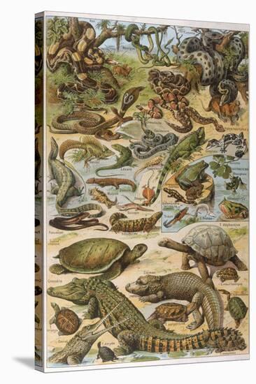 An Amazing Illustration Covering the Whole Range of Reptilian Species from Snakes to Newts-null-Stretched Canvas