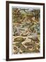 An Amazing Illustration Covering the Whole Range of Reptilian Species from Snakes to Newts-null-Framed Premium Photographic Print