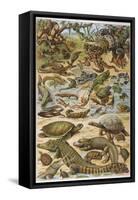An Amazing Illustration Covering the Whole Range of Reptilian Species from Snakes to Newts-null-Framed Stretched Canvas