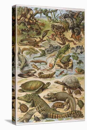 An Amazing Illustration Covering the Whole Range of Reptilian Species from Snakes to Newts-null-Stretched Canvas