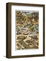 An Amazing Illustration Covering the Whole Range of Reptilian Species from Snakes to Newts-null-Framed Photographic Print