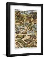 An Amazing Illustration Covering the Whole Range of Reptilian Species from Snakes to Newts-null-Framed Photographic Print