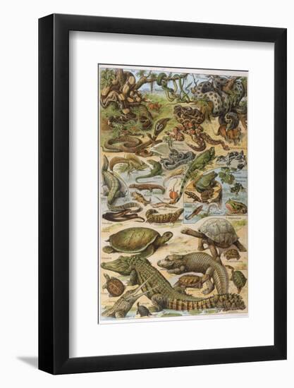 An Amazing Illustration Covering the Whole Range of Reptilian Species from Snakes to Newts-null-Framed Photographic Print