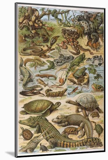 An Amazing Illustration Covering the Whole Range of Reptilian Species from Snakes to Newts-null-Mounted Photographic Print